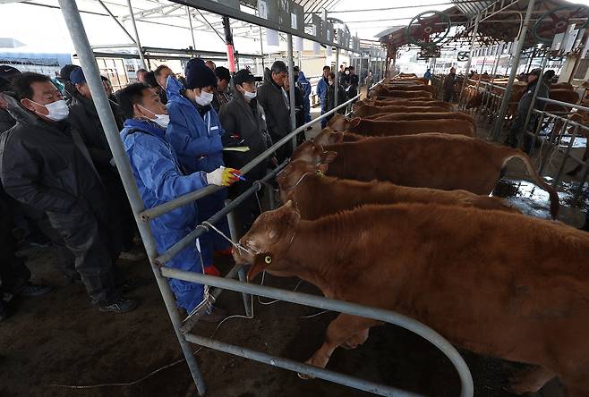 방역복 입고 진행되는 송아지 경매 [촬영 윤관식]