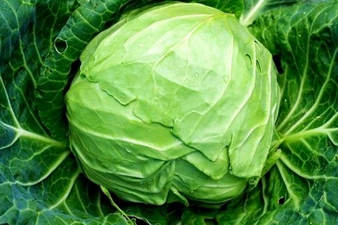 양배추