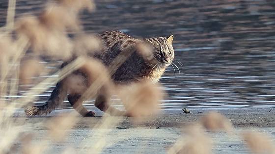 지난 2월 강원 강릉시 남대천 갈대숲에서 환경부 멸종위기 야생생물 2급인 삵이 먹잇감을 노리고 있다. 삵은 우리나라 생태계 먹이사슬의 최상위 포식자다. 연합뉴스