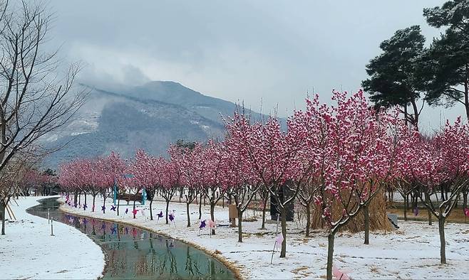 18일 오전 전남 구례군 간전면 수달생태공원에 식재된 홍매화 나무에 흰 눈이 쌓여 있다. /사진=연합뉴스