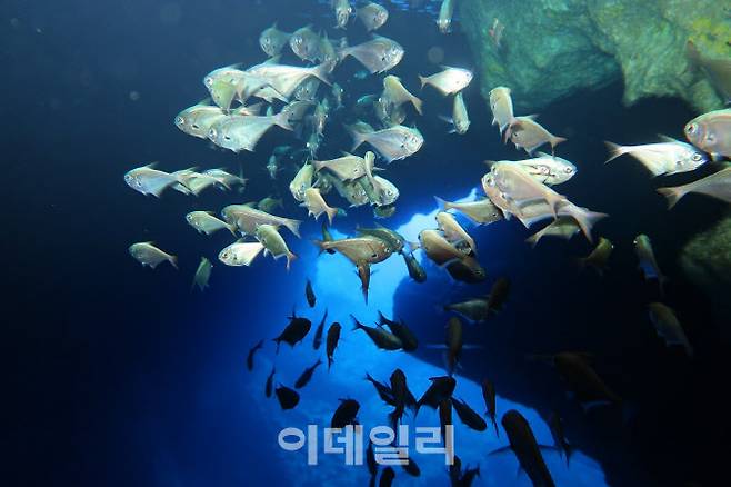 신비로운 해저동굴 ‘그로토’는전세계 다이버들의 로망이자 사이판을 대표하는 다이빙 포인트다.(사진=그로토어드벤처)