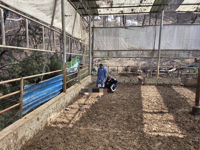 ▲ 21일 오전 11시 38분쯤 원주 호저면 무장리 인근 한 축사에서 50대 남성 1명이 떨어져 숨졌다.