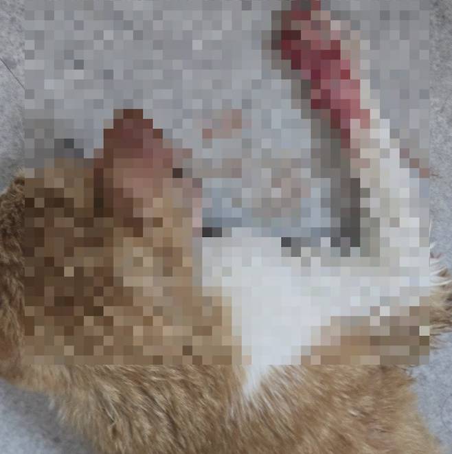 사진=부산동물사랑길고양이보호연대 제공