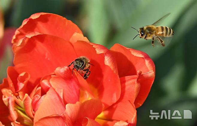 [용인=뉴시스] 김종택 기자 = 봄기운이 완연한 21일 경기도 용인시 에버랜드 포시즌스 가든에서 꿀벌이 활짝 핀 튤립에 앉아 꿀을 모으고 있다. 2025.03.21. jtk@newsis.com