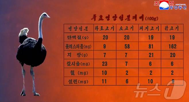 조선중앙TV가 선전한 타조고기의 영양 성분(조선중앙TV 갈무리)