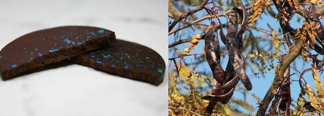 지중해에서 자라는 콩인 케럽(Carob·오른쪽)을 갈아 만든 윈윈(WNWN) 대체 초콜릿. WNWN 홈페이지