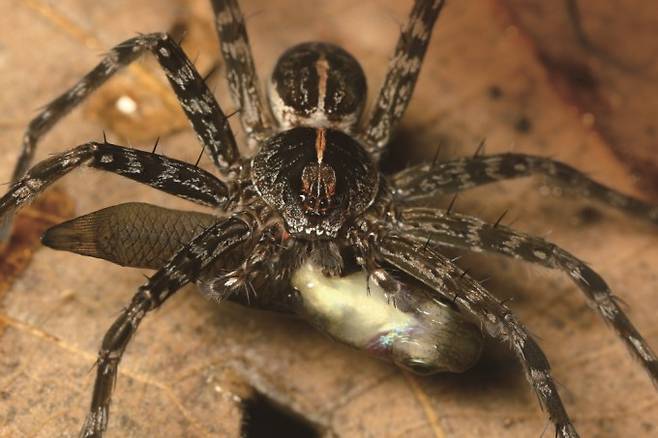 닷거미류가 물고기를 잡아먹고 있다. 낚시거미(fishing spider)라는 영문명처럼 닷거미는 수표면에 다리 끝을 대고 기다리고 있다가 가까이 온 물고기를 감지하면 순식간에 물속으로 다리를 오므려 인형 뽑기 하듯이 물고기를 가둔다. &nbsp;Kuang Ping Yu 제공