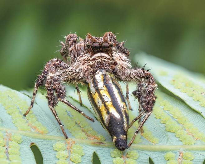 포샤깡충거미가 갈거미류로 추정되는 거미를 잡아먹고 있다. 거미줄을 치는 거미를 사냥할 때는 일부러 거미줄을 다리로 흔들어 자신이 먹이인 척 속이고 다가온 주인을 잡아먹는 신기를 보인다. Roy Kittrell 제공