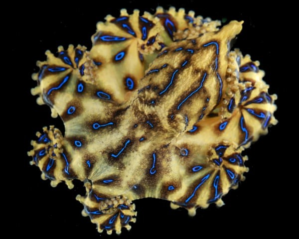 파란선문어. 사진=퀸즐랜드 연구팀