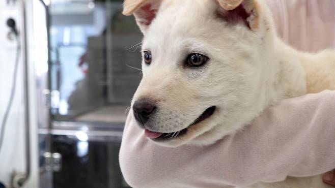 동물단체 활동가의 품에 안긴 타이탄. 독특한 색깔의 눈동자가 매력적이다. 최민석 기자