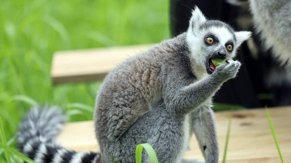 ▲지난해 8월 광주 북구 우치동물원에서 알락꼬리여우원숭이가 과일을 먹고 있는 모습. ⓒ연합뉴스