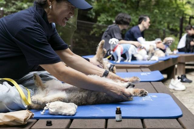 강아지 ‘펫마사지’ 프로그램에 참여한 반려인 모습. 한국산림복지진흥원