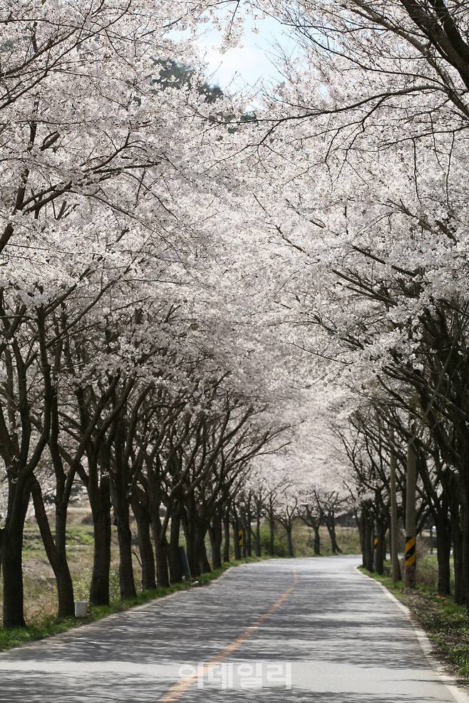 대원사 왕벚나무터널(사진=보성군청)