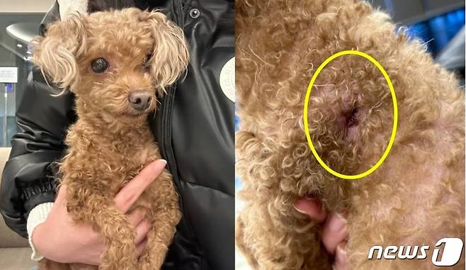 지난해 천안에서 인식칩이 제거된 채 버려진 뚜기의 모습 (온라인 커뮤니티 갈무리) ⓒ 뉴스1