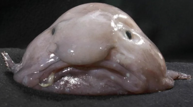 블롭피시(Blobfish). 사진=호주 박물관