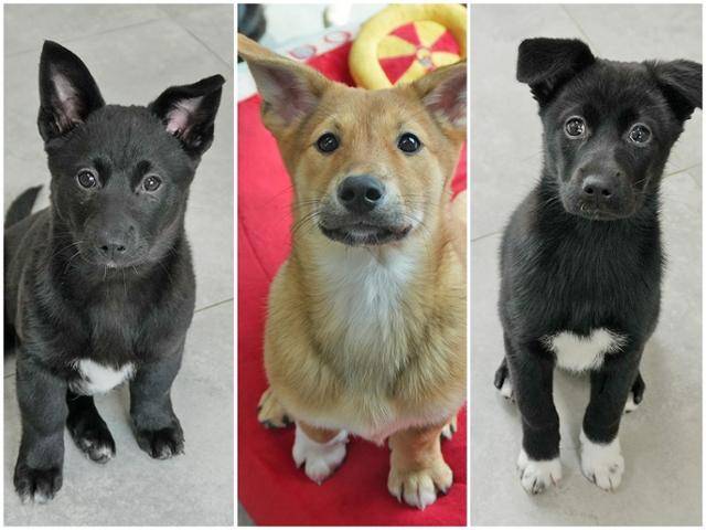 가족을 기다리고 있는 대길이(왼쪽부터), 대몽이, 대순이. 동물자유연대 제공