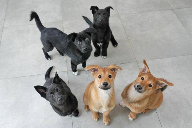 가족을 기다리고 있는 5남매 강아지. 동물자유연대 제공