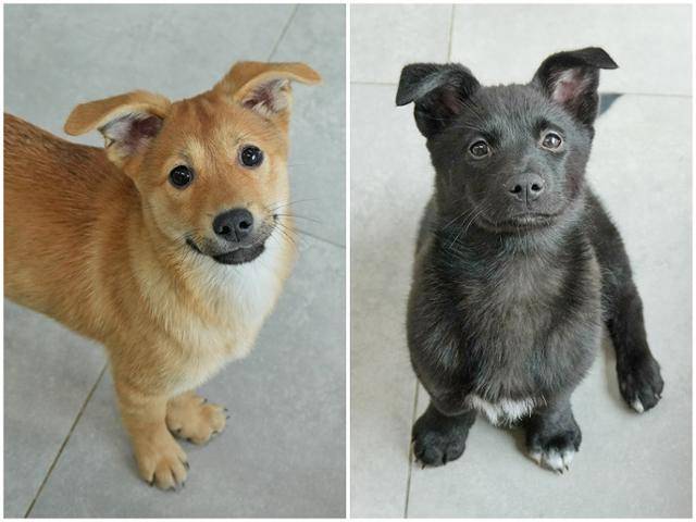 가족을 기다리고 있는 대찬이(왼쪽), 대콩이. 동물자유연대 제공