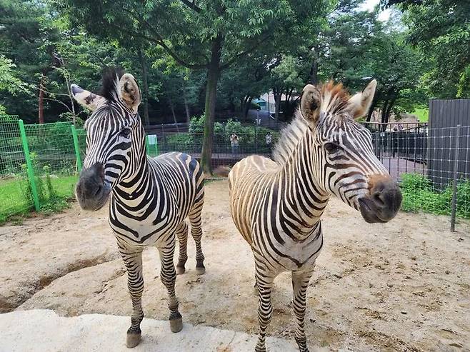 얼룩말 세로(왼쪽)가 2023년 맞이한 여자친구 코코(오른쪽)의 모습. /사진=서울어린이대공원