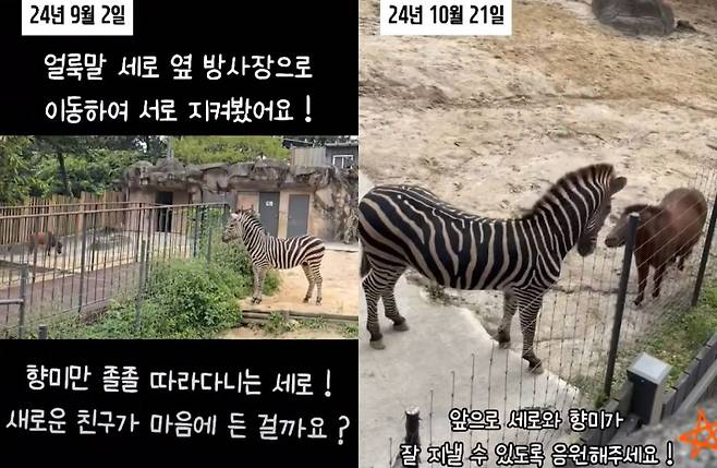 세로는 지난해 6월 청주동물원에서 온 미니말 '향미'를 새 친구로 맞았다. 서울어린이대공원 측은 지난해 11월 유튜브 채널을 통해 지난해 9월 방사장에서 향미를 만나는 세로의 근황 영상을 공개했다. /사진=유튜브 채널 '서시공TV' 영상