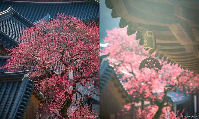 홍매화가 그림처럼 피는 화엄사. /사진=한국관광공사