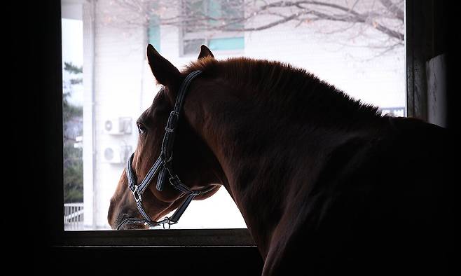 말 동물병원 입원 마방에서 수술 후 회복 중인 말이 창 밖을 바라보고 있다.