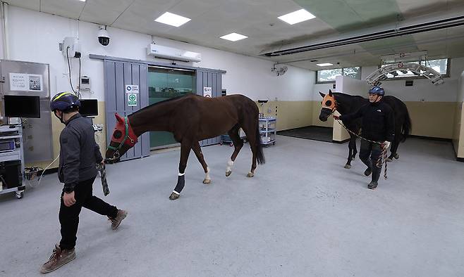 진료를 위해 말 동물병원을 찾은 말들이 이동하고 있다.
