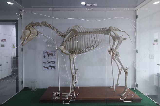말 동물병원에 ‘척추골의 구성’이 전시되어 있다.