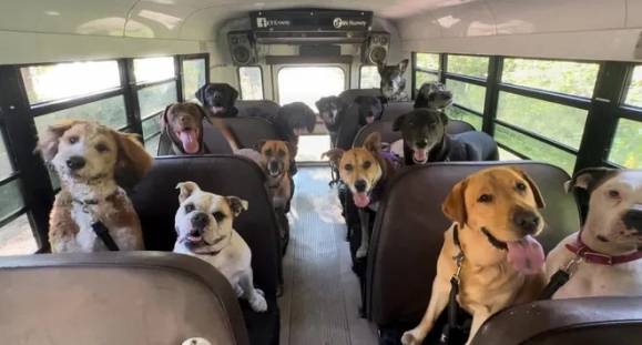 K9 콘보이 페이스북