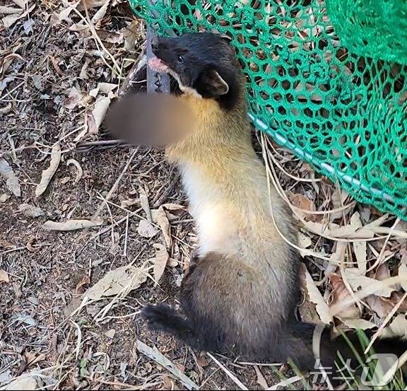 23일 오전 전남 해남군 달마산 등산로 인근에서 덫에 걸린 채 발견된 멸종위기 야생동물 담비의 모습. (해남소방 제공. 재판매 및 DB 금지)