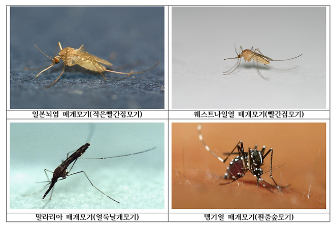 주요 감염병 매개모기 사진. 질병관리청 제공