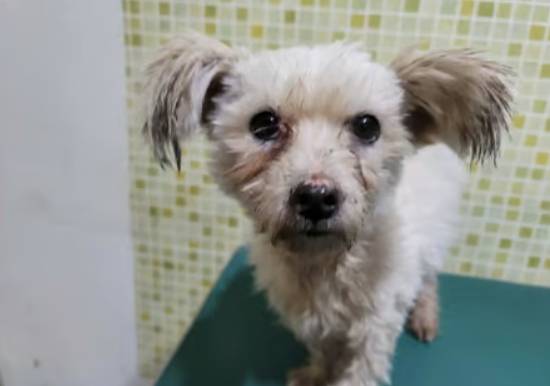 유기견이었던 삐용이가 가족을 만나기 전 모습. /사진=삐용이 보호자님