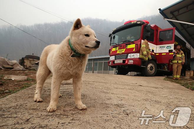 의성 산불 나흘째인 25일 오전 경북 안동시 길안면 백자리 민가 뒷산까지 산불이 확산한 가운데 가족이 대피해 빈집에서 개 한 마리가 집을 지키고 있다. 2025.3.25/뉴스1 ⓒ News1 공정식 기자