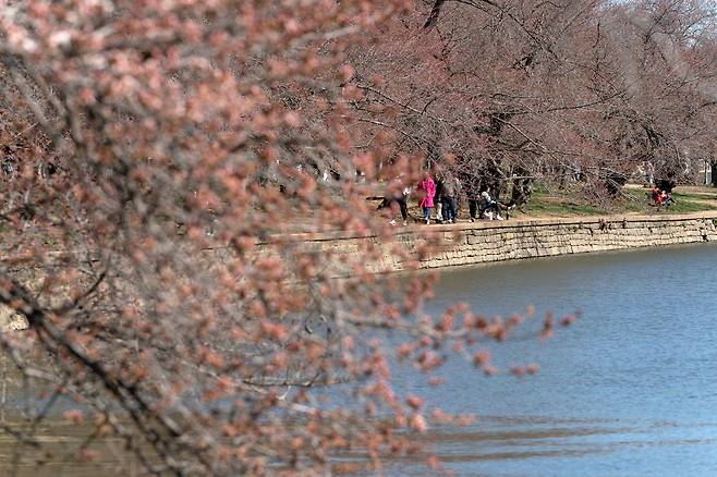지난 21일 미국 워싱턴 DC의 '타이들 베이신' 지역에 벚꽃이 일부 피기 시작한 모습. /AP 연합뉴스