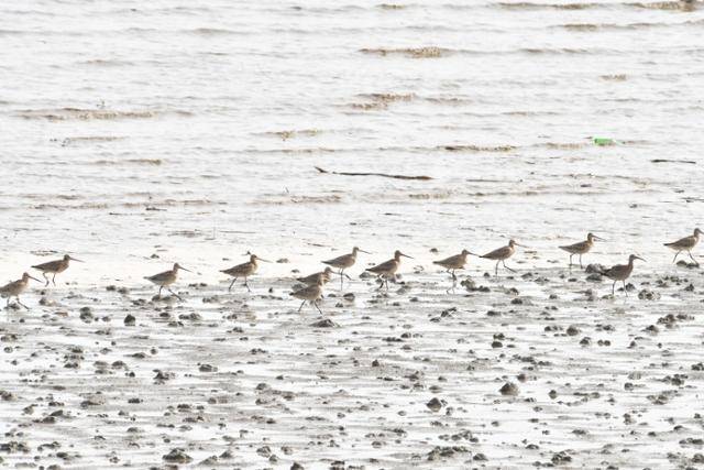 인천 영종갯벌에서 발견된 알락꼬리마도요. 인천녹색연합 제공