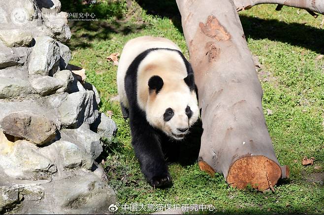 25일 공개된 푸바오 모습. 워룽중화자이언트판다보호원 웨이보