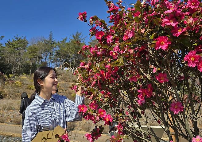 해남 오시아노 인근 산이정원의 애기동백과 봄처녀