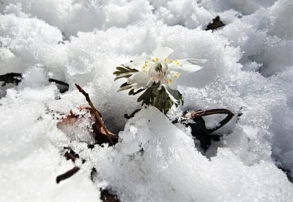 눈 속 너도바람꽃 개화  [덕유산국립공원사무소 제공. 재판매 및 DB 금지]