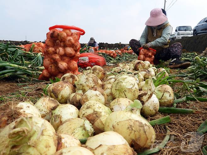 26일 오전 제주 서귀포시 대정읍 신도리의 한 양파밭에서 농민들이 조생종(일찍 성숙하는 품종) 양파를 수확해 출하하고 있다. 달고 아삭한 제주산 조생종 양파는 전국에서 가장 먼저 출하된다. 2025.3.26/뉴스1 ⓒ News1 오미란 기자