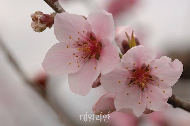 복숭아꽃. ⓒ농촌진흥청