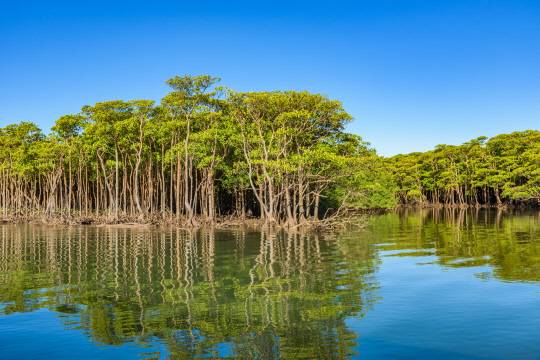 맹그로브 정글 이미지(한진광관 제공)