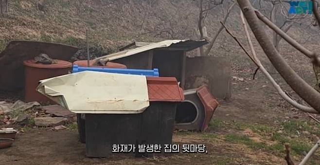 1.jpg 목줄 때문에 산불에서 도망 못 간 강아지들....jpg