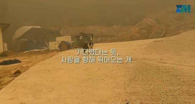 13.jpg 목줄 때문에 산불에서 도망 못 간 강아지들....jpg