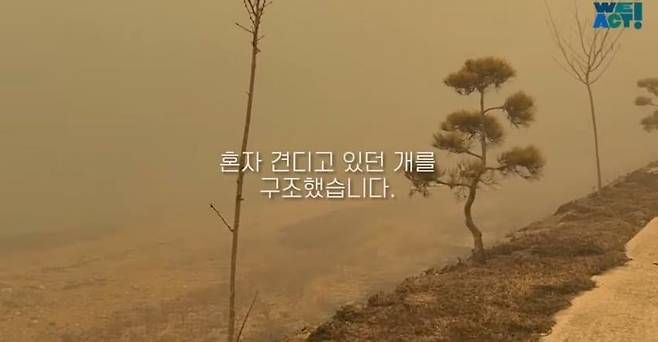 16.jpg 목줄 때문에 산불에서 도망 못 간 강아지들....jpg