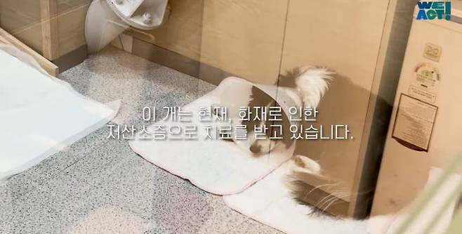 20.jpg 목줄 때문에 산불에서 도망 못 간 강아지들....jpg