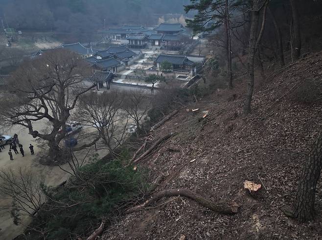 경관목 벌목하며 산불 방어선 구축하는 도산서원 [촬영 윤관식]