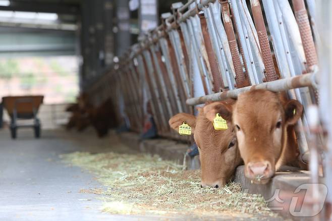 제천시 봉양읍 A 한우축사.2025.3.27./뉴스1 ⓒ News1 손도언 기자