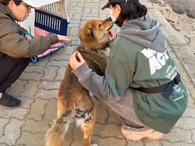 위액트 활동가가 산불 피해를 입은 경북 영양군 마을 수색 중 구조한 황구를 쓰다듬고 있다. (사진 위액트 인스타그램) ⓒ 뉴스1
