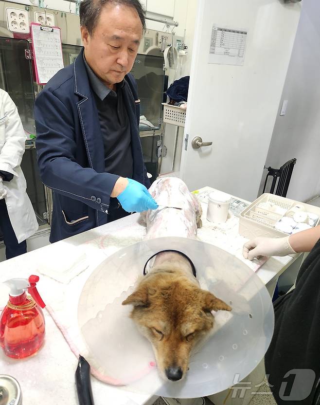 서울 중랑구 로얄동물메디컬센터에서 정인성 대표 원장이 황구를 치료하고 있다. ⓒ 뉴스1 한송아 기자