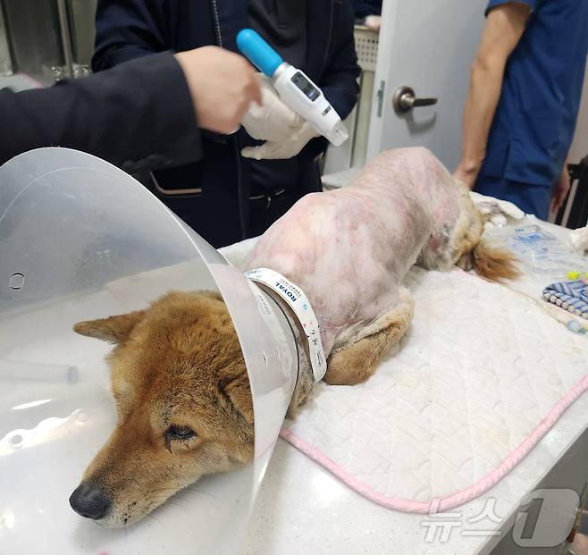 유한양행과 리센스메디컬이 후원한 피부 치료기기 벳이즈 시술을 받고 있는 황구 ⓒ 뉴스1 한송아 기자